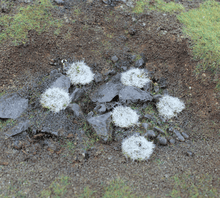 Load image into Gallery viewer, WWScenics 4mm Iced Winter Tufts