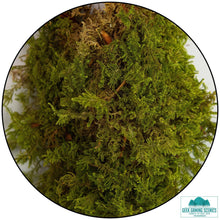 Load image into Gallery viewer, Tree Canopy - Tree Foliage Sheets-Tree Making-Geek Gaming