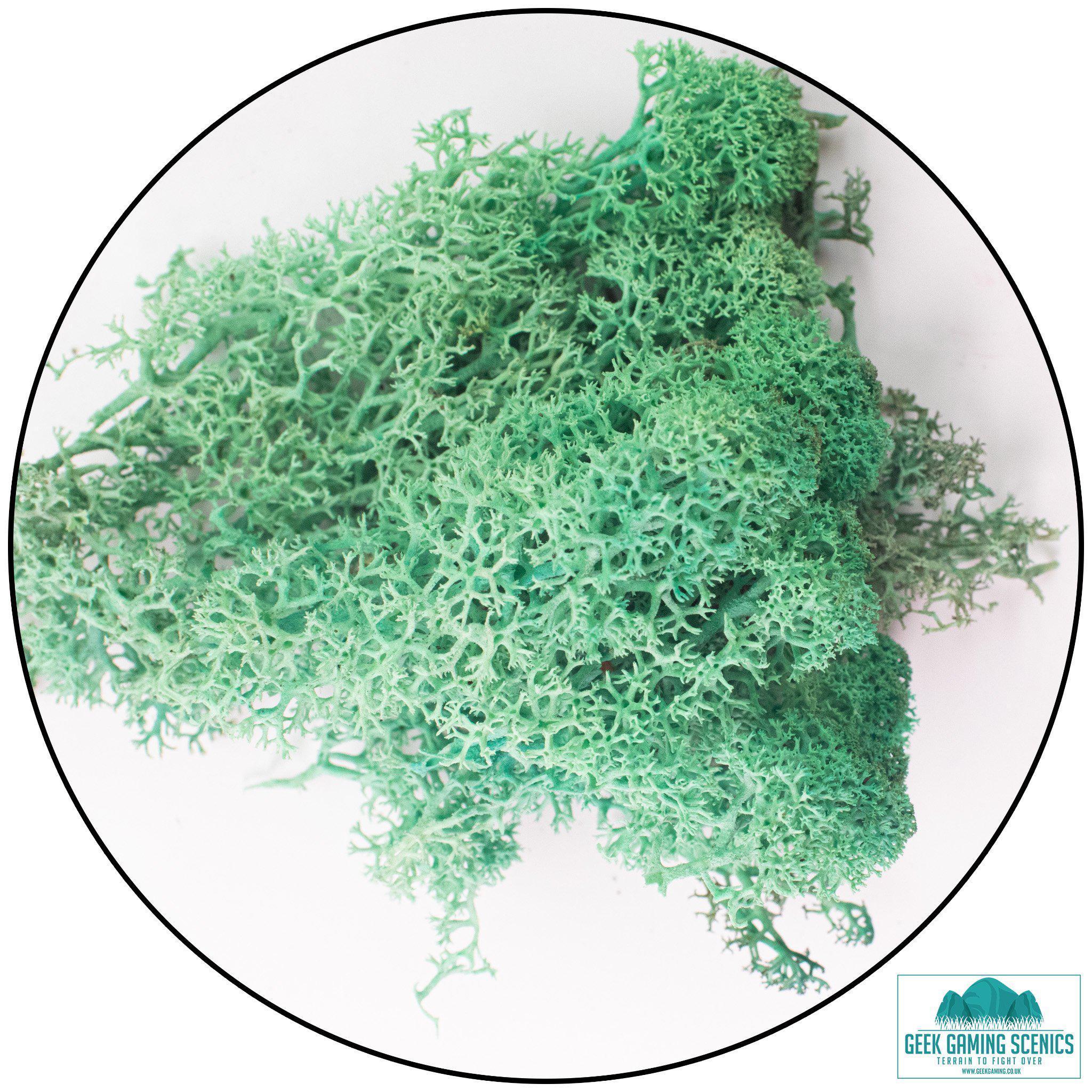 Lichen - Reindeer Moss (Icelandic Moss) Moss Green