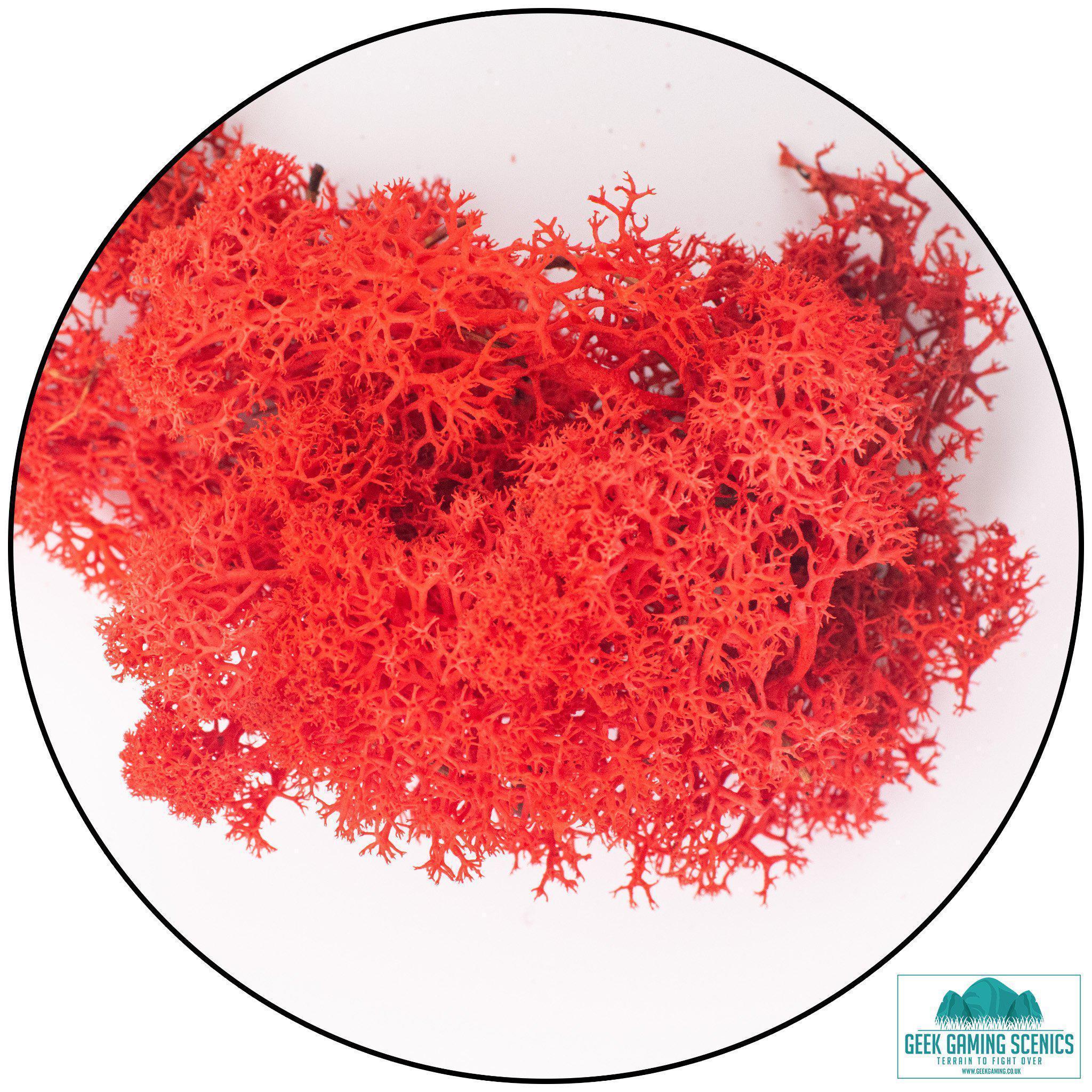 Lichen - Reindeer Moss